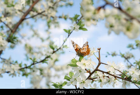 Schmetterling auf einem blühenden Kirschbaum Zweig. Weißen zarten Blüten und Knospen. Stockfoto