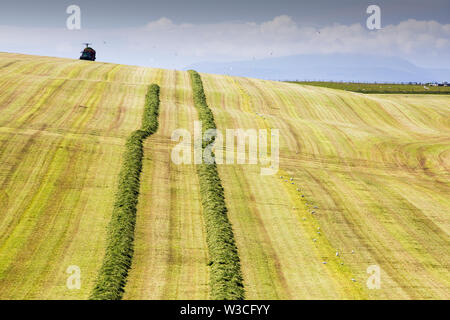 Ein Landwirt Grasernte für silage an Hoxa, South Ronaldsay, Orkney Inseln, Schottland, Großbritannien. Stockfoto