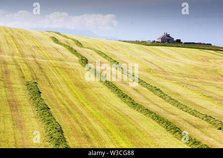 Ein Landwirt Grasernte für silage an Hoxa, South Ronaldsay, Orkney Inseln, Schottland, Großbritannien. Stockfoto
