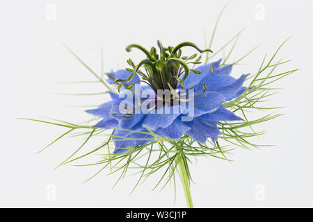 Nigella (Liebe im Nebel) Stockfoto