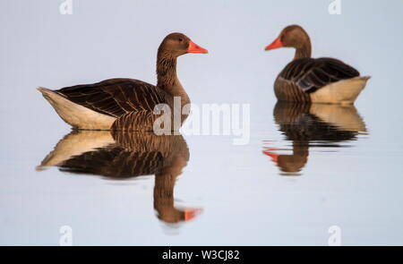 Graugans Gänse, Anser anser, Schwimmen in sehr ruhigen Ostsee, Kalmar, Schweden Stockfoto