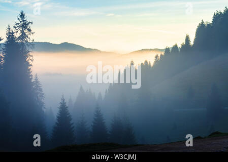 Leuchtende Wolke über dem bewaldeten Tal bei Sonnenaufgang. dicker Nebel unter den Fichtenwald auf Hügeln. magische Wetter mit blauem Himmel. mystic Herbstlandschaft i Stockfoto