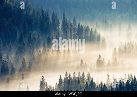 Dicken leuchtenden Nebel unter Fichtenwald im Tal. Wunderbare Natur Hintergrund. Antenne Sicht. typische Landschaft der rumänischen Karpaten mounta Stockfoto