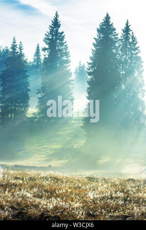 Sonnenstrahlen durch den Nebel im Fichtenwald brechen. schöne Natur Landschaft. magische Wetter im Herbst bei Sonnenaufgang Stockfoto