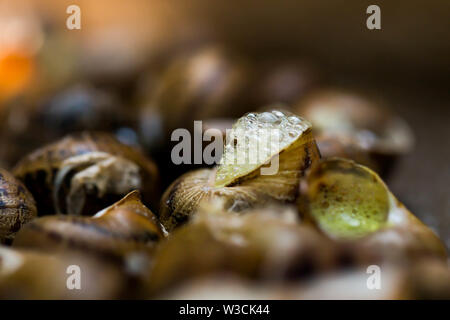 Close-up raw Schnecken während der Vorbereitung. Typische Speisen in Katalonien, Spanien Stockfoto