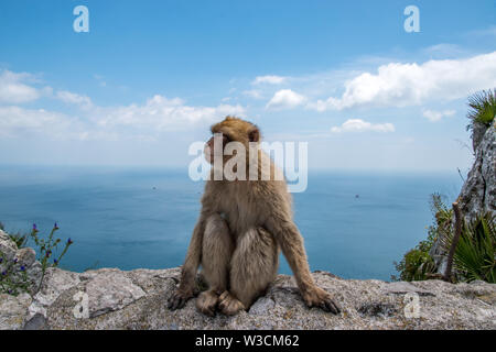 Ein Barbary macaque Affen von den Felsen von Gibraltar und die einzige wilde Population von Affen auf dem Europäischen Festland. Stockfoto