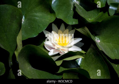 Eine weiße und gelbe Lotus Blume von dunkelgrünen Blättern umgeben. Stockfoto