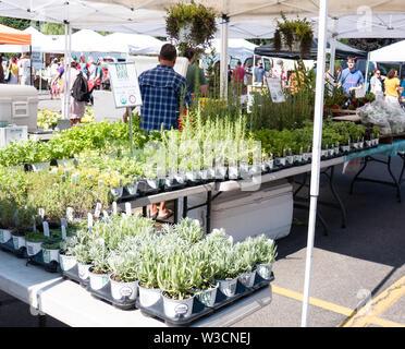 Rochester, NY - 14. Juli 2019: Brighton Farmers Market an einem sonnigen Sommertag mit Familien, Unterhaltung und Anbietern. Stockfoto