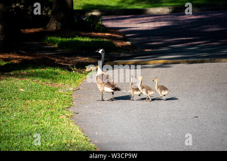 Eine kanadische Gans mit drei Baby-küken Überqueren einer Straße Stockfoto