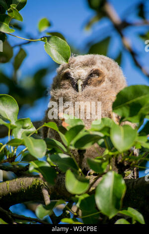 In der Nähe der Jugendlichen lange eared owl (Asio otus) Wohn- und Schlafbereich auf dichte Zweig tief in der Krone der Europäischen gemeinsamen Pear Tree. Wildlife portrait. Stockfoto