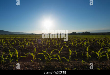 Hintergrundbeleuchtung jungen Sämling von Mais (Zea mays) Mais Feld im Frühling. Schöne landwirtschaftliche Landschaft bei Sonnenaufgang goldenen Stunde. Setzlinge Stockfoto