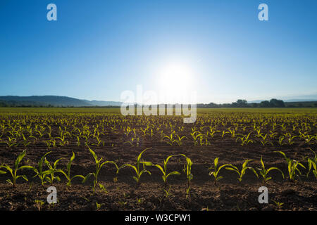 Hintergrundbeleuchtung jungen Sämling von Mais (Zea mays) Mais Feld im Frühling. Schöne landwirtschaftliche Landschaft bei Sonnenaufgang goldenen Stunde. Setzlinge Stockfoto