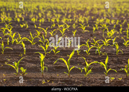 Hintergrundbeleuchtung jungen Sämling von Mais (Zea mays) Mais Feld im Frühling. Schöne landwirtschaftliche Landschaft bei Sonnenaufgang goldenen Stunde. Setzlinge Stockfoto