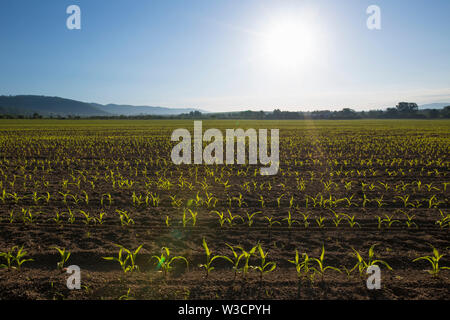 Hintergrundbeleuchtung jungen Sämling von Mais (Zea mays) Mais Feld im Frühling. Schöne landwirtschaftliche Landschaft bei Sonnenaufgang goldenen Stunde. Setzlinge Stockfoto