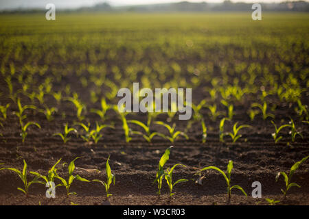 Hintergrundbeleuchtung jungen Sämling von Mais (Zea mays) Mais Feld im Frühling. Schöne landwirtschaftliche Landschaft bei Sonnenaufgang goldenen Stunde. Setzlinge Stockfoto