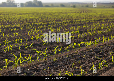 Hintergrundbeleuchtung jungen Sämling von Mais (Zea mays) Mais Feld im Frühling. Schöne landwirtschaftliche Landschaft bei Sonnenaufgang goldenen Stunde. Setzlinge Stockfoto
