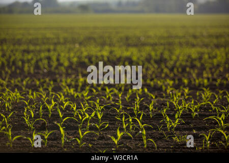 Hintergrundbeleuchtung jungen Sämling von Mais (Zea mays) Mais Feld im Frühling. Schöne landwirtschaftliche Landschaft bei Sonnenaufgang goldenen Stunde. Setzlinge Stockfoto