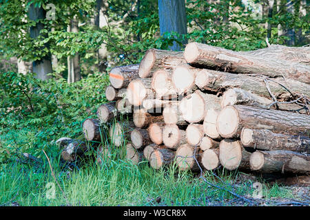 Gestapeltes Rundholz im Wald an einem sonnigen Tag. Haufen Holz Stockfoto