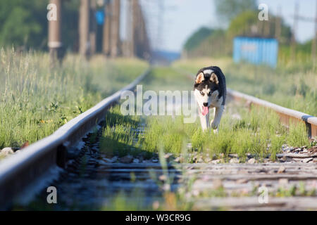 Husky Hund auf den Gleisen bei einem Spaziergang durch die Natur Stockfoto