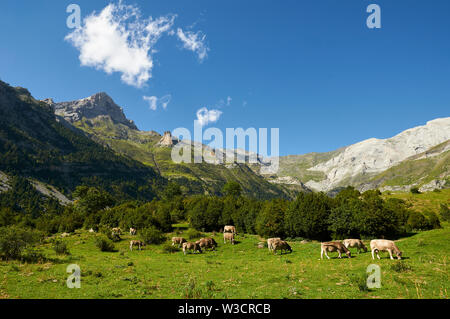 Rinder grasen in La Larri Tal mit Gipfeln im Hintergrund von Ordesa y Monte Perdido Nationalpark (Sobrarbe, Huesca, Pyrenäen, Aragon, Spanien) Stockfoto