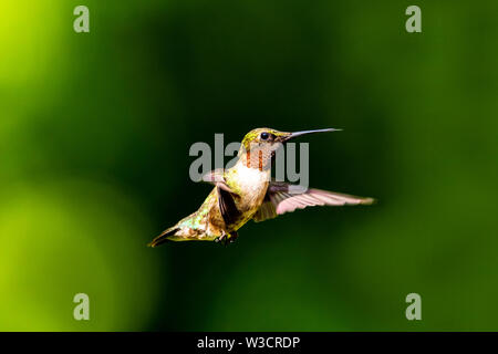 Männliche Ruby-Throated Hummingbird schweben in der Luft gegen einen dunkelgrünen Hintergrund mit Bokeh. Stockfoto