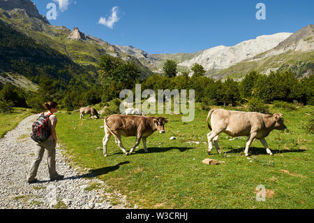 Junge weibliche Wanderer in der Nähe von Rinder in La Larri Tal in Ordesa y Monte Perdido Nationalpark (Sobrarbe, Huesca, Pyrenäen, Aragon, Spanien) Stockfoto