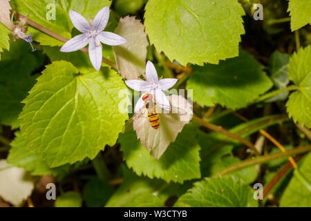 Harmlose schwarz-gelb gestreiften Wespen imitieren Hoverfly auf und Fütterung (nectaring) von einem Campanula Blume in einem Englischen Garten im Sommer gelandet Stockfoto