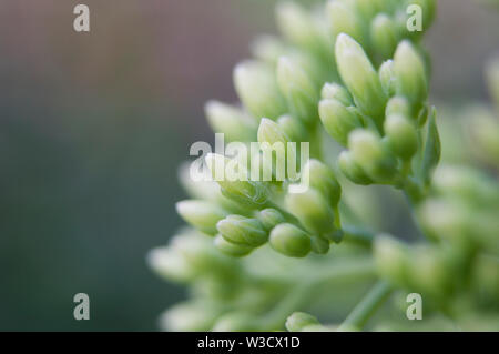 Saftige Makro Pflanze mit Knospen bereit für bloom Stockfoto