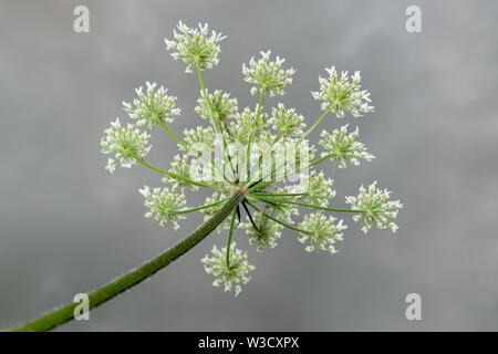 Die invasive Pflanze gibt Riesenbärenklau (Heracleum mantegazzianum) wächst in Großbritannien. Stockfoto