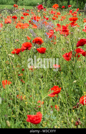 Abschnitt einer gepflanzt wildflower Meadow im Zentrum von Glasgow, Schottland, Feld mit Klatschmohn, Papaver rhoeas und Borretsch, Borago officinalis, Stockfoto