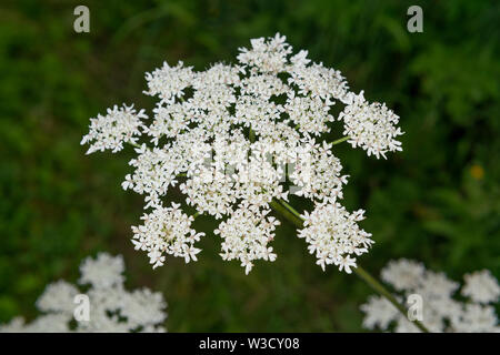 Die invasive Pflanze gibt Riesenbärenklau (Heracleum mantegazzianum) wächst in Großbritannien. Stockfoto