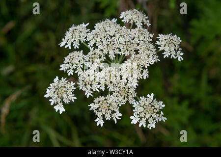 Die invasive Pflanze gibt Riesenbärenklau (Heracleum mantegazzianum) wächst in Großbritannien. Stockfoto