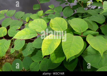 Die invasive Pflanze legt japanische Knöterich (Reynoutria japonica, Fallopia japonica oder Polygonum Cuspidatum) wächst am Fluss Böschung. Stockfoto