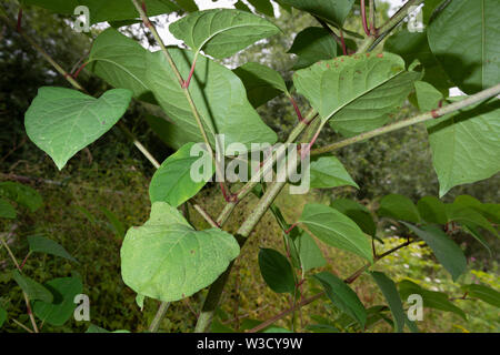 Die invasive Pflanze legt japanische Knöterich (Reynoutria japonica, Fallopia japonica oder Polygonum Cuspidatum) wächst am Fluss Böschung. Stockfoto