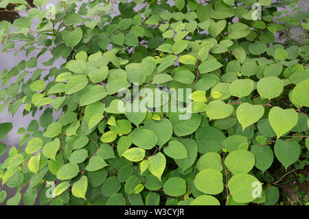 Die invasive Pflanze legt japanische Knöterich (Reynoutria japonica, Fallopia japonica oder Polygonum Cuspidatum) wächst am Fluss Böschung. Stockfoto