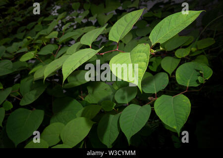 Die invasive Pflanze legt japanische Knöterich (Reynoutria japonica, Fallopia japonica oder Polygonum Cuspidatum) wächst am Fluss Böschung. Stockfoto