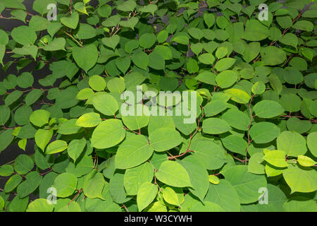 Die invasive Pflanze legt japanische Knöterich (Reynoutria japonica, Fallopia japonica oder Polygonum Cuspidatum) wächst am Fluss Böschung. Stockfoto