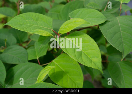 Die invasive Pflanze legt japanische Knöterich (Reynoutria japonica, Fallopia japonica oder Polygonum Cuspidatum) wächst am Fluss Böschung. Stockfoto