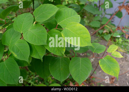 Die invasive Pflanze legt japanische Knöterich (Reynoutria japonica, Fallopia japonica oder Polygonum Cuspidatum) wächst am Fluss Böschung. Stockfoto