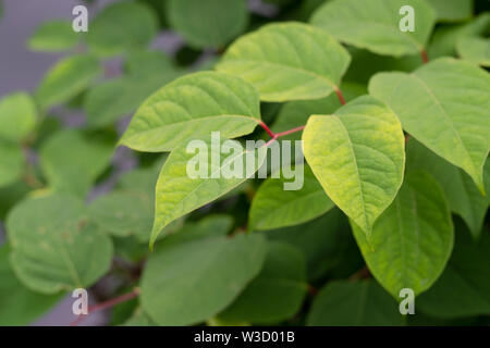 Die invasive Pflanze legt japanische Knöterich (Reynoutria japonica, Fallopia japonica oder Polygonum Cuspidatum) wächst am Fluss Böschung. Stockfoto