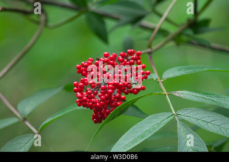 Rote Beeren aus dem Traubenholunders (Sambucus racemosa var. arborescens), ein Eingeborener, Küsten Roter Holunder in Waldgebiete von B.C. gefunden Stockfoto