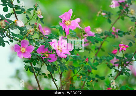 Eine wilde Nootka Rosenbusch (Rosa nutkana) benannt nach einer Insel vor Vancouver, Kanada genannt Nootka. Stockfoto