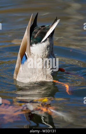 Stockente Erpel männlichen bobbing in Wasser. Stockfoto