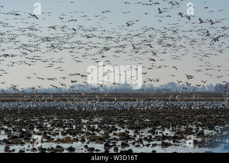 Massive Herde von Schnee Gänse fliegen über überschwemmte Feld. Stockfoto