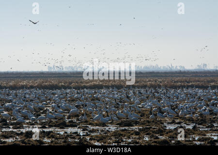 Massive Herde von Schnee Gänse fliegen über überschwemmte Feld. Stockfoto