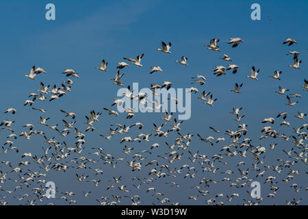 Massive Herde von Migration Schnee Gänse fliegen. Stockfoto