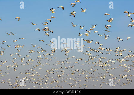 Massive Herde von Migration Schnee Gänse fliegen. Stockfoto