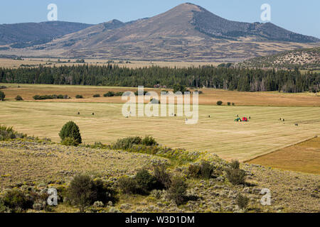 Mähen, Heu in einem Wyoming Valley. Stockfoto