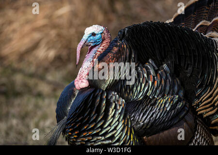 Männliche Türkei zeigt für die Hühner. Stockfoto