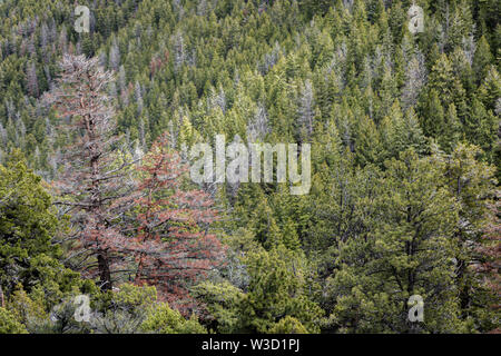 Borkenkäfer tötet Nadelbäumen in der Uinta Mountains in Utah. Stockfoto